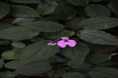 Impatiens cordata